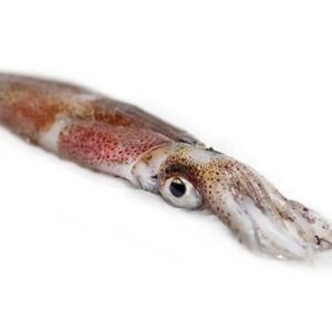 Chipirón Fresco Elaborado