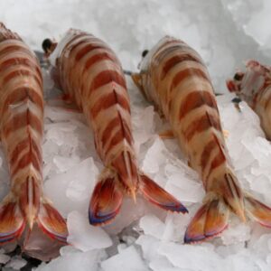 Langostino Tigre 20/30 Cola Azul