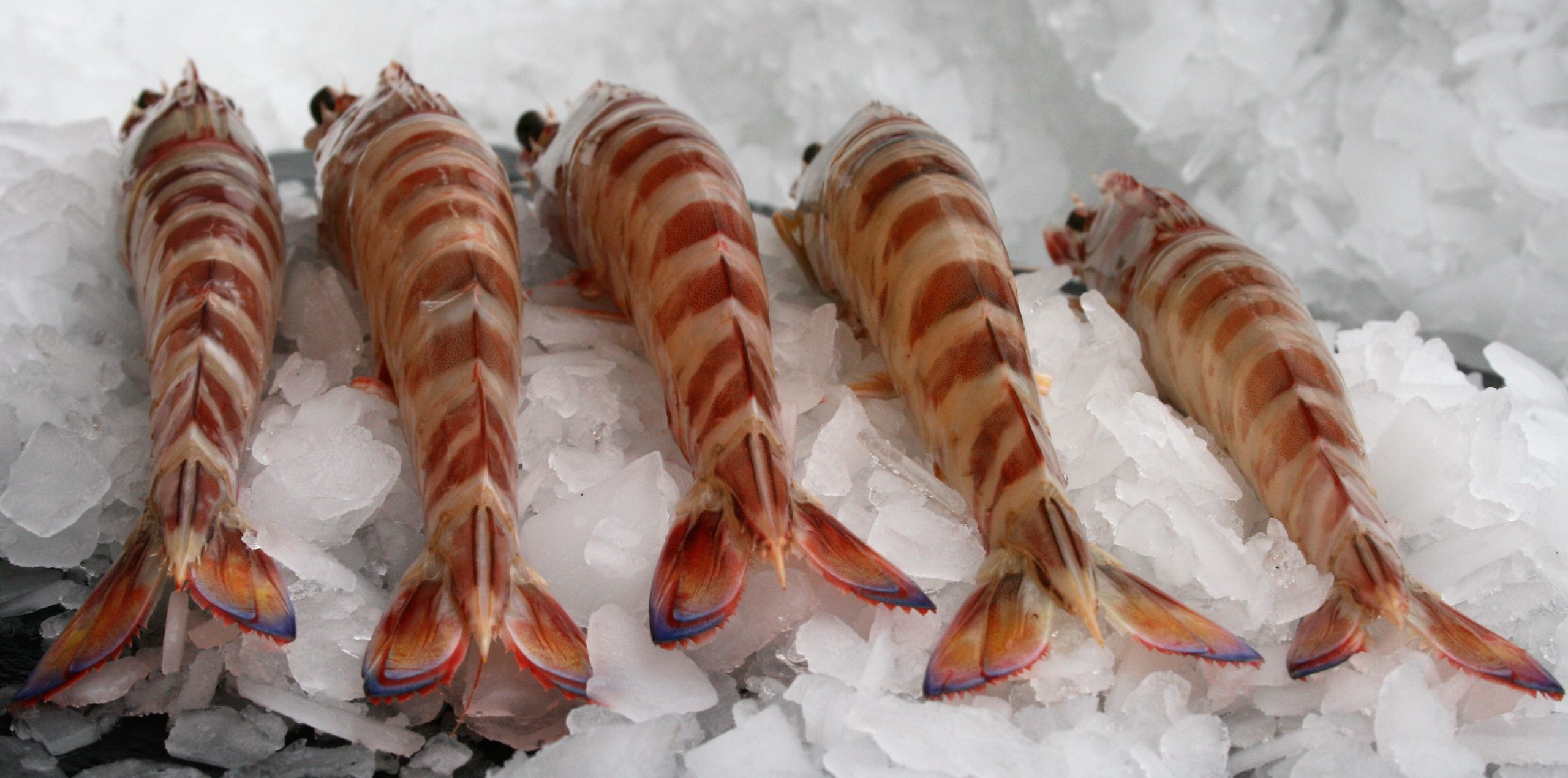Langostino Tigre 20/30 Cola Azul