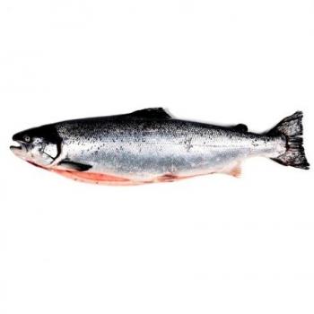 Salmón 4/6KG