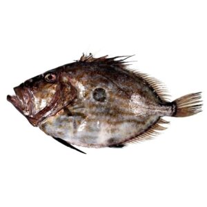 San Pedro de Roca 2KG / 3KG