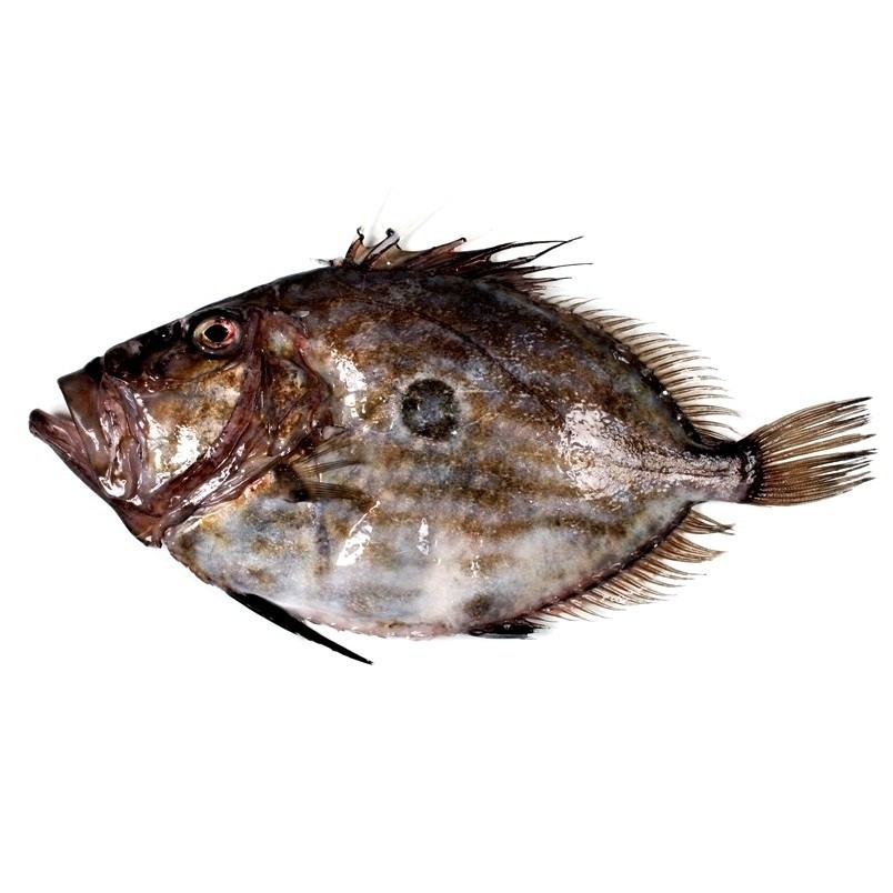 San Pedro de Roca 2KG / 3KG