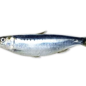 Sardina Gorda Refrigerada