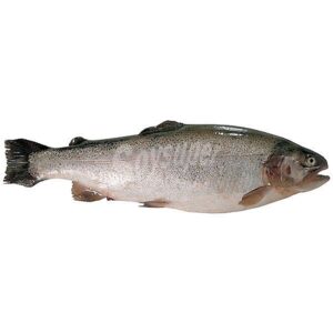 Trucha Blanca Eviscerada