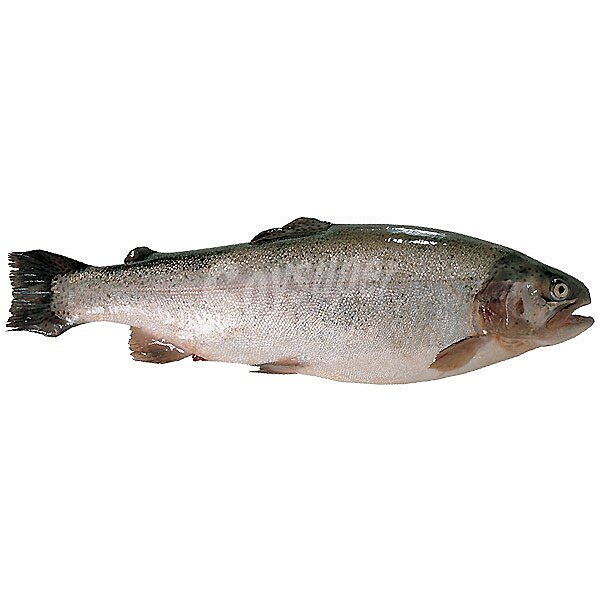 Trucha Blanca Selección