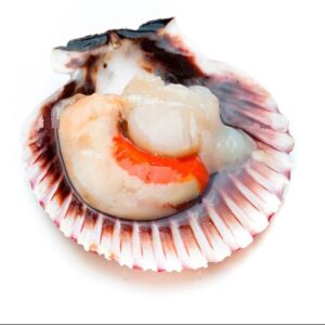 Vieira Grande Fresca Envasada UDS